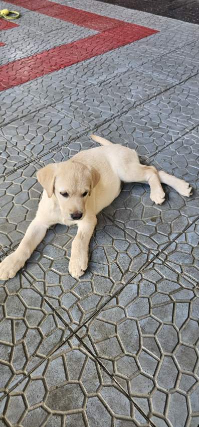 Labrador puppies - 4 - Dogs  on Aster Vender