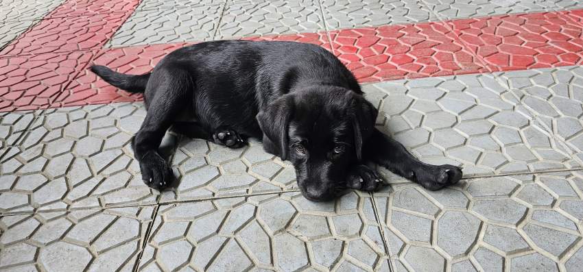 Labrador puppies - 2 - Dogs  on Aster Vender