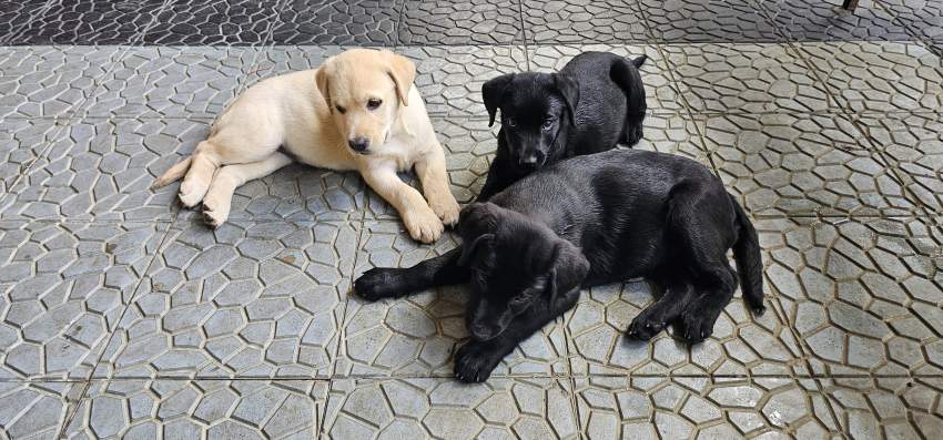 Labrador puppies - 6 - Dogs  on Aster Vender