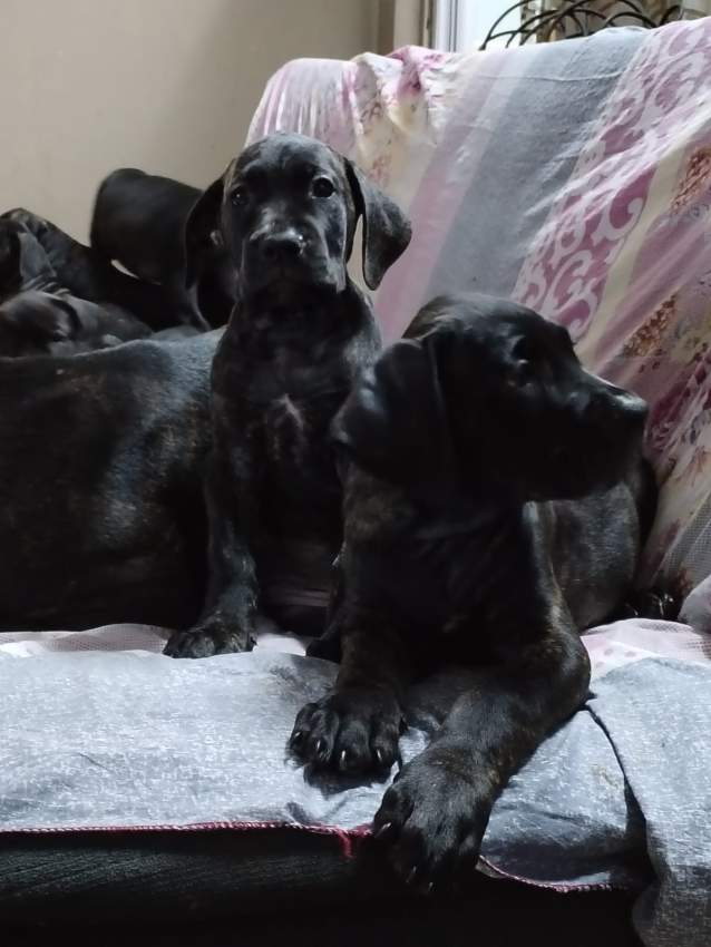 Cane Corso - 2 - Dogs  on Aster Vender
