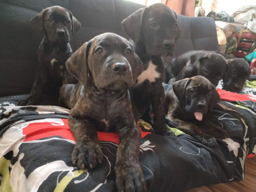 Cane Corso - 0 - Dogs  on Aster Vender