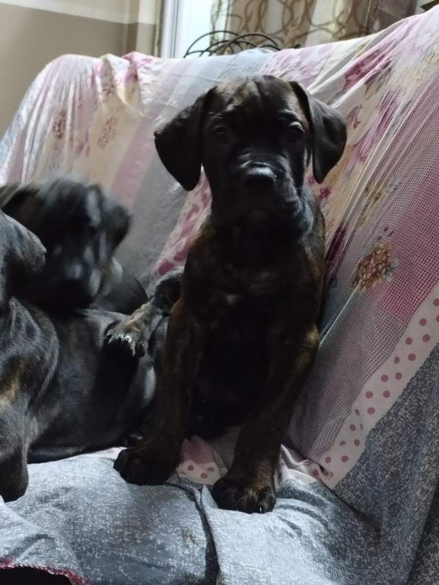 Cane Corso - 1 - Dogs  on Aster Vender