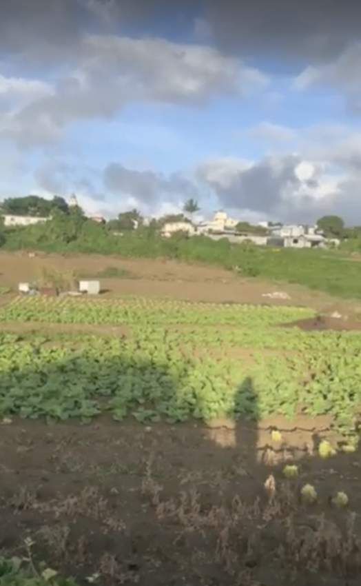 Land for sale in Carreau Laliane Vacoas Phoenix - 1 - Land  on Aster Vender