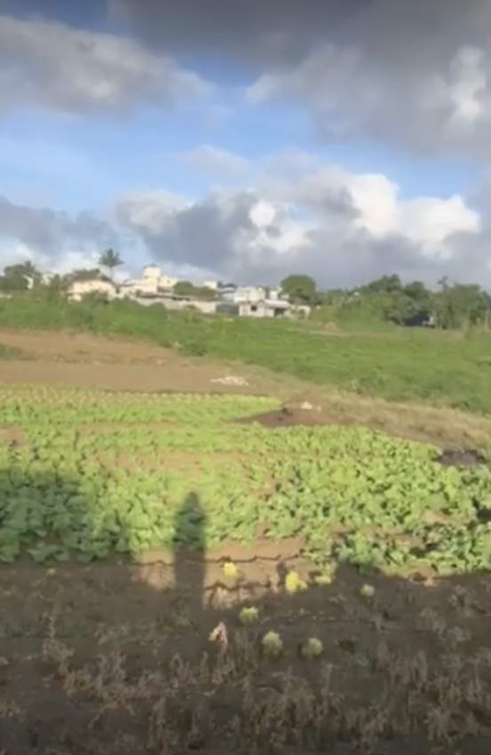 Land for sale in Carreau Laliane Vacoas Phoenix - 2 - Land  on Aster Vender