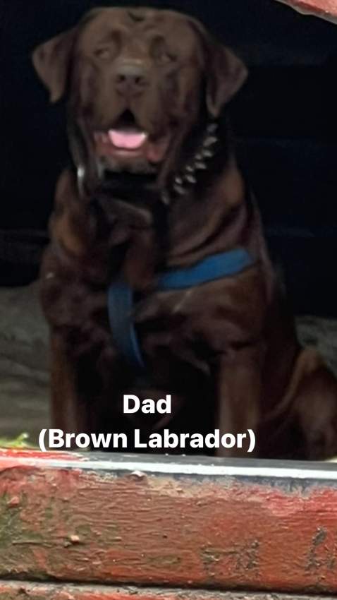 Labrador - 1 - Dogs  on Aster Vender