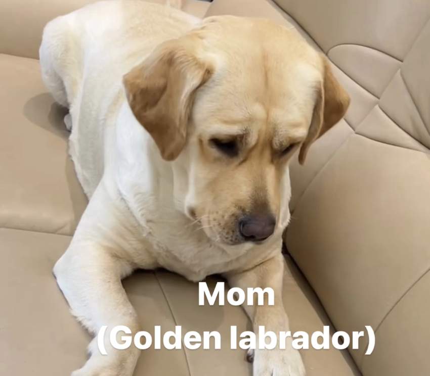 Labrador - 2 - Dogs  on Aster Vender