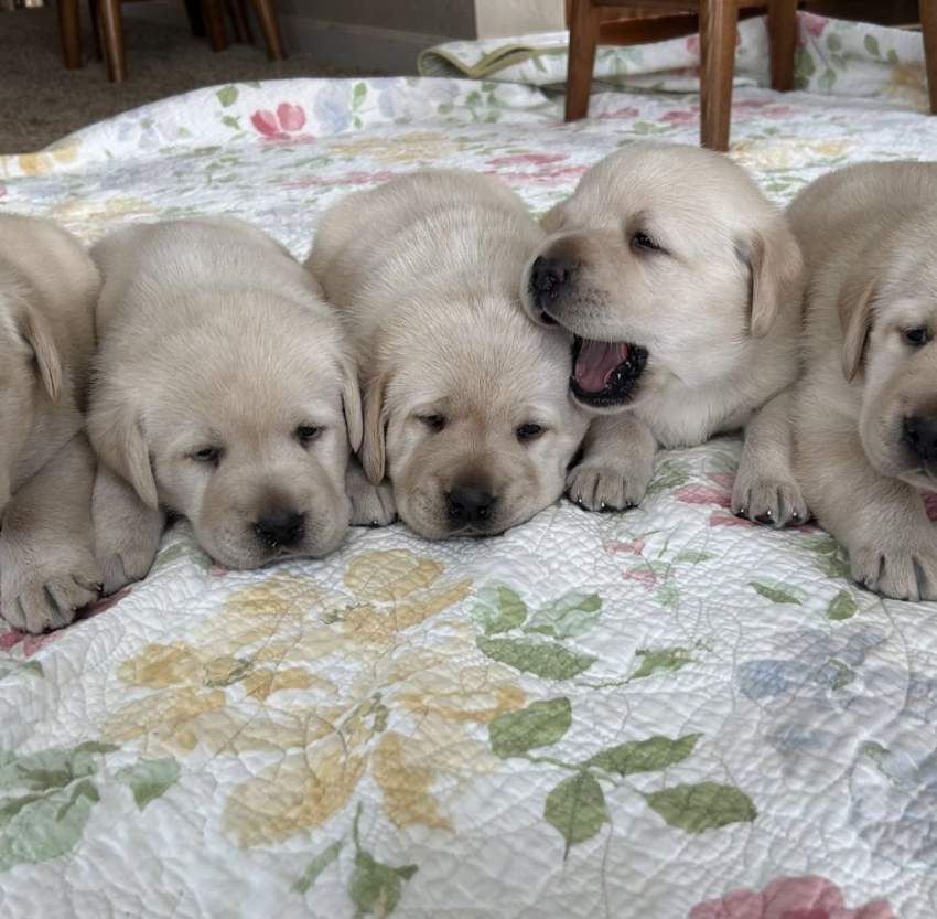 Labrador - 0 - Dogs  on Aster Vender