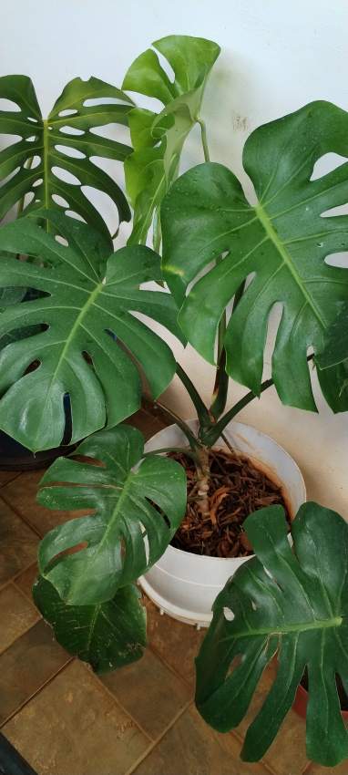 Plants - 0 - Plants and Trees  on Aster Vender