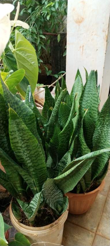 Plants - 2 - Plants and Trees  on Aster Vender