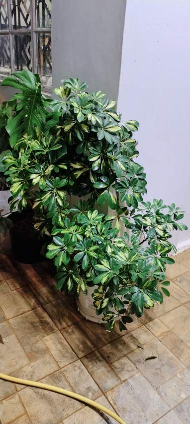 Plants - 3 - Plants and Trees  on Aster Vender