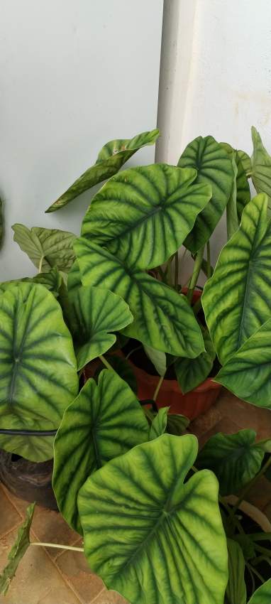 Plants - 5 - Plants and Trees  on Aster Vender