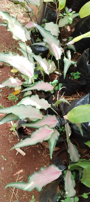 Plants - 6 - Plants and Trees  on Aster Vender