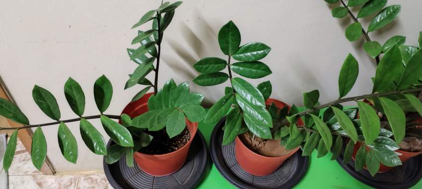 Plants - 1 - Plants and Trees  on Aster Vender