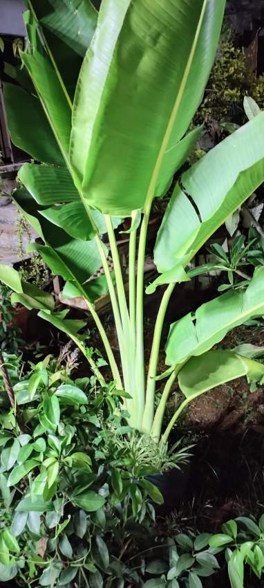 Plants - 4 - Plants and Trees  on Aster Vender