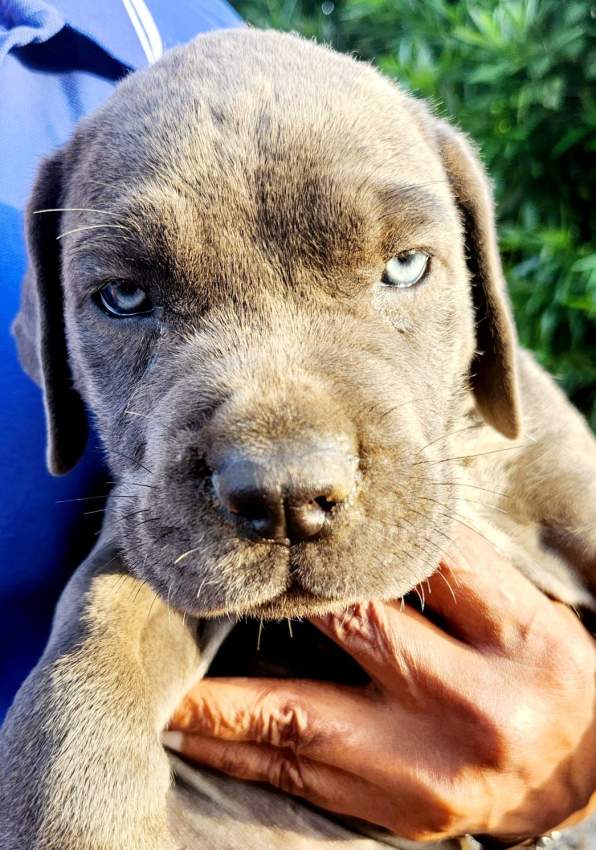 Dog for sales - 0 - Dogs  on Aster Vender