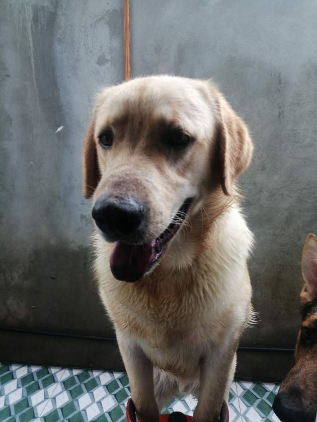 Labrador sale - 0 - Dogs  on Aster Vender