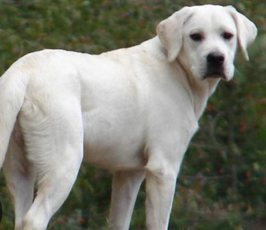 Adult Male Purebred Labrador