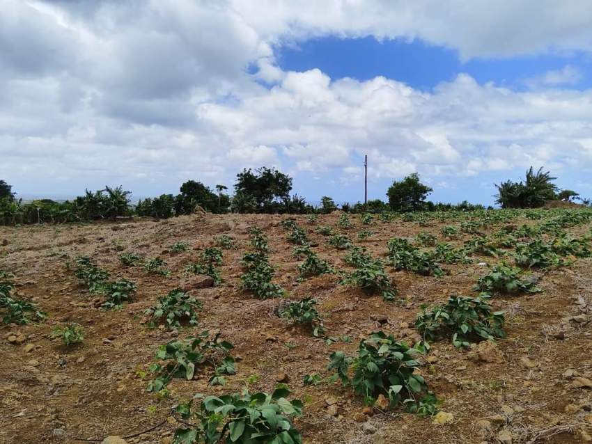 Agricultural land for sale at Surinam