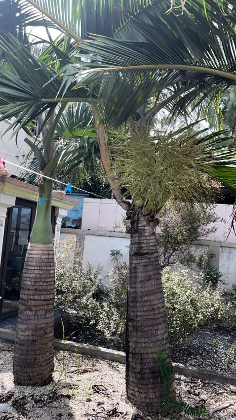 Palmiste et grand plante décorative on Aster Vender