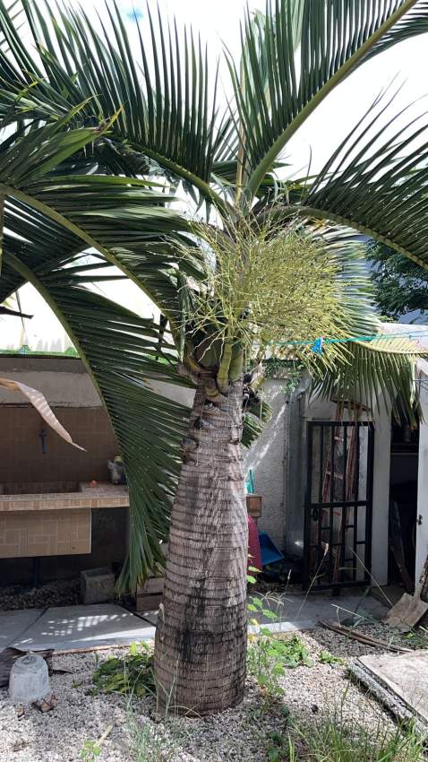Palmiste et grand plante décorative - 1 - Plants and Trees  on Aster Vender