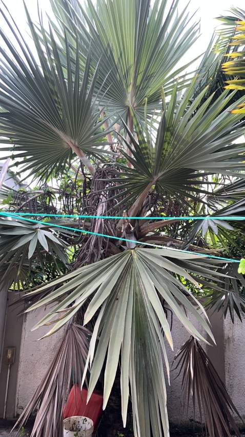 Palmiste et grand plante décorative - 2 - Plants and Trees  on Aster Vender