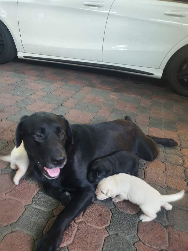 English Labrador Retriever - 2 - Dogs  on Aster Vender