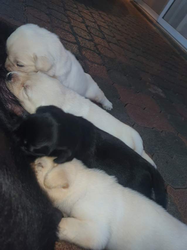 English Labrador Retriever - 4 - Dogs  on Aster Vender