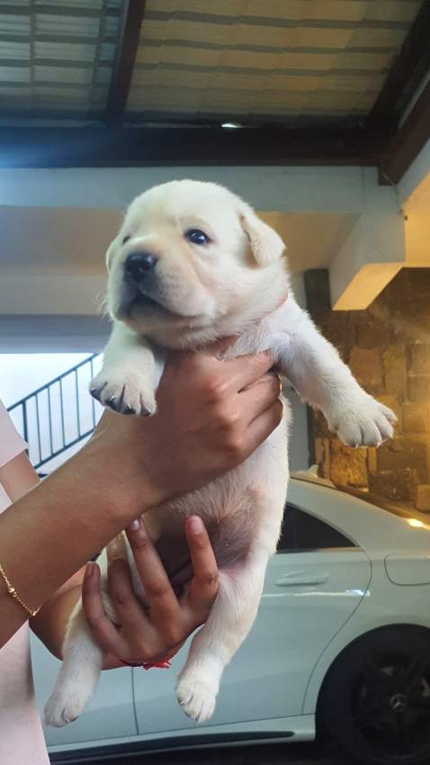 English Labrador Retriever - 1 - Dogs  on Aster Vender