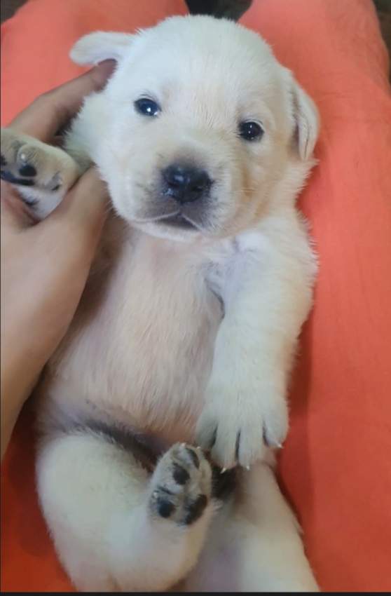 English Labrador Retriever on Aster Vender