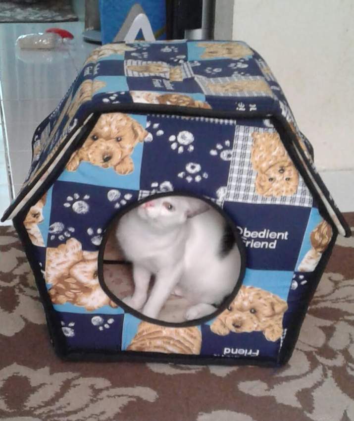 Dog or cat accessory - 0 - Birds  on Aster Vender