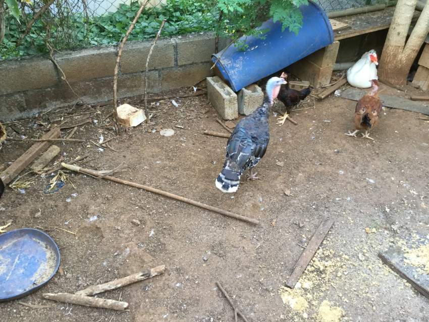 Dinde femelle - 0 - Birds  on Aster Vender