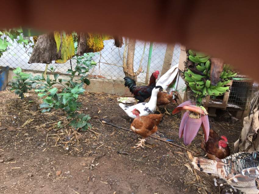 Canard - 0 - Birds  on Aster Vender