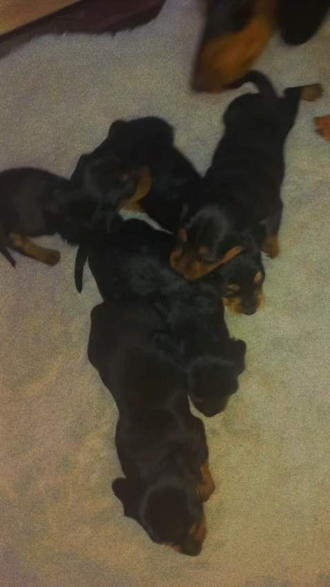 Teckel puppy - 3 - Dogs  on Aster Vender