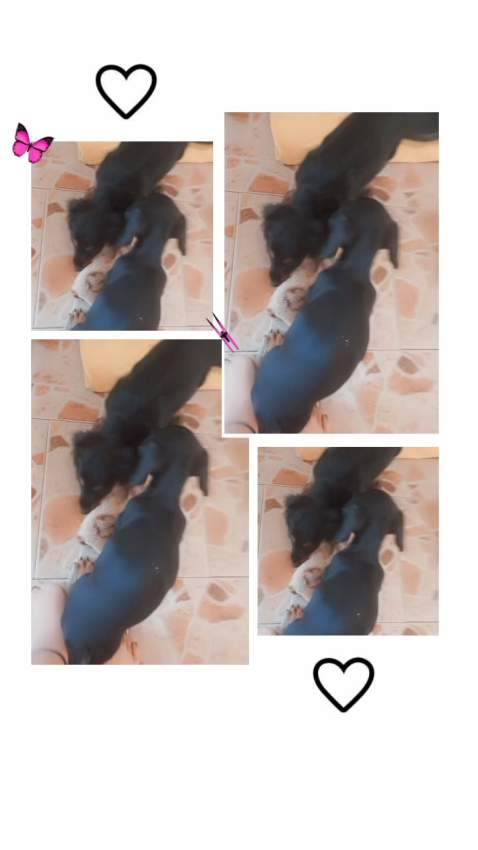 Teckel puppy - 1 - Dogs  on Aster Vender