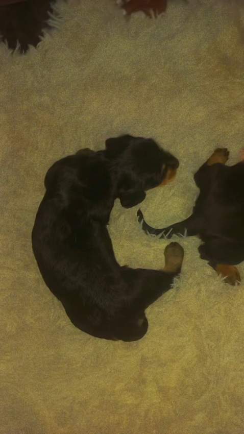 Teckel puppy - 2 - Dogs  on Aster Vender