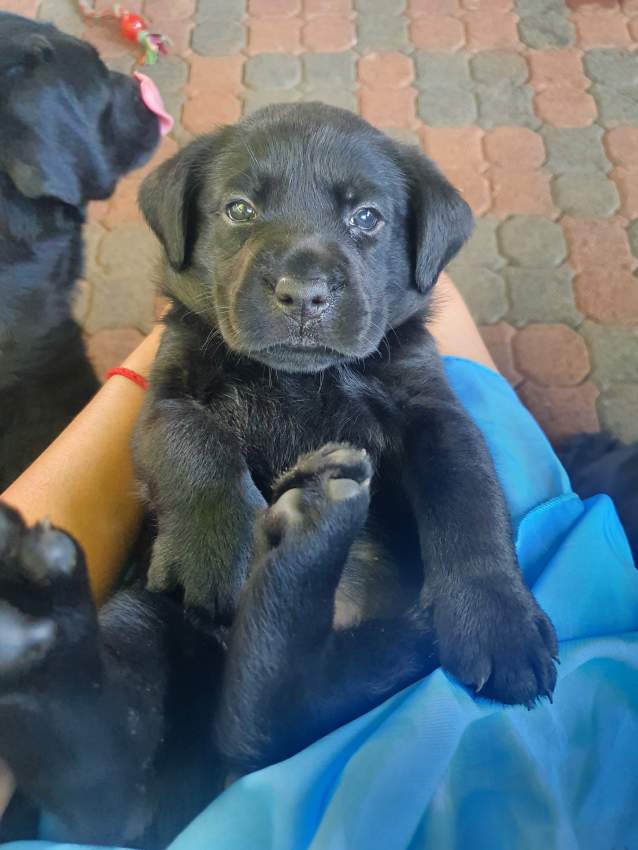 English Labrador Retriever on Aster Vender