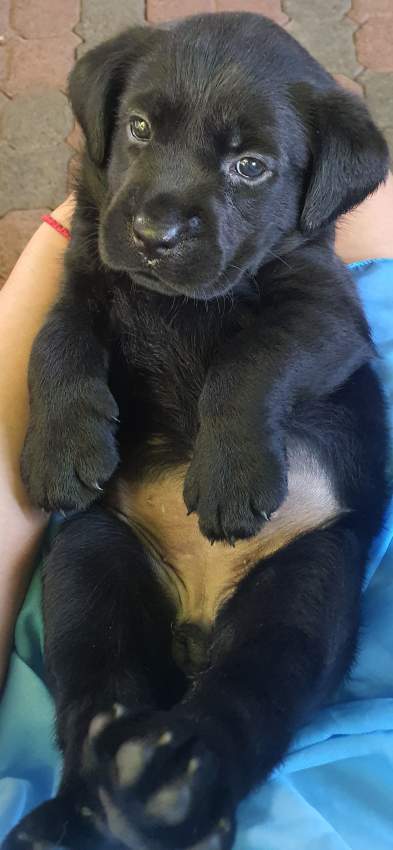 English Labrador Retriever - 1 - Dogs  on Aster Vender