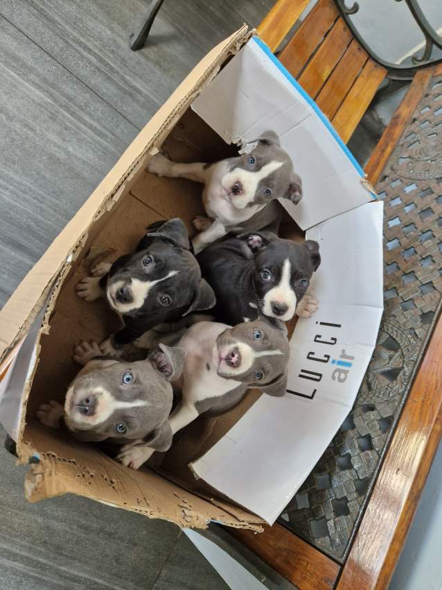 STAFF PUREBRED - 0 - Dogs  on Aster Vender