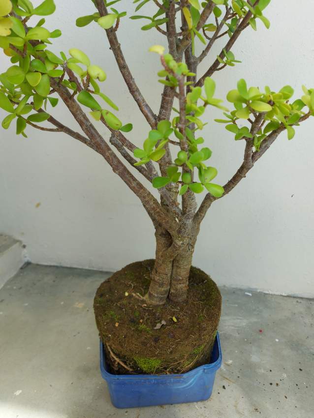 Money Trees - 3 - Garden Decorations  on Aster Vender