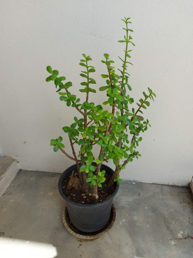 Money Trees - 2 - Garden Decorations  on Aster Vender