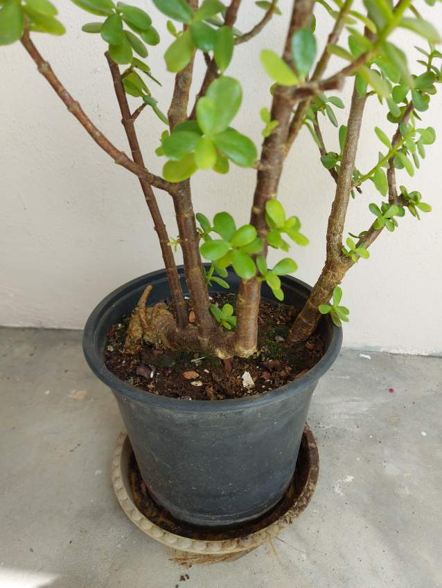 Money Trees - 4 - Garden Decorations  on Aster Vender