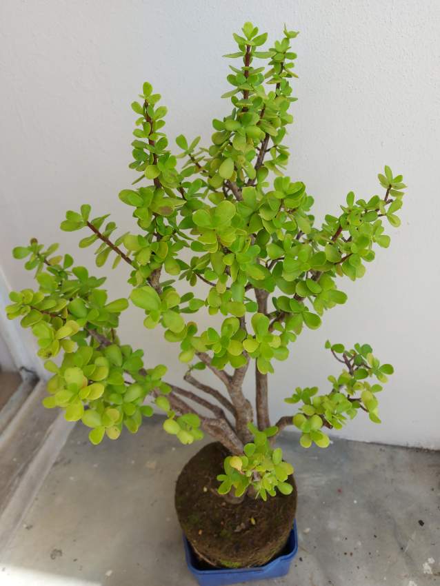 Money Trees - 1 - Garden Decorations  on Aster Vender