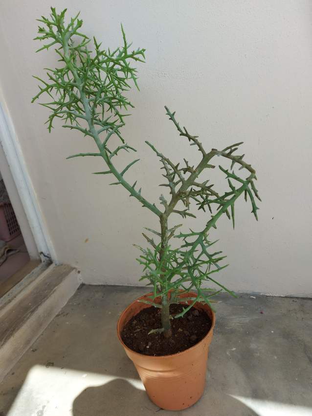 Euphorbia Plant - 3 - Garden Decorations  on Aster Vender