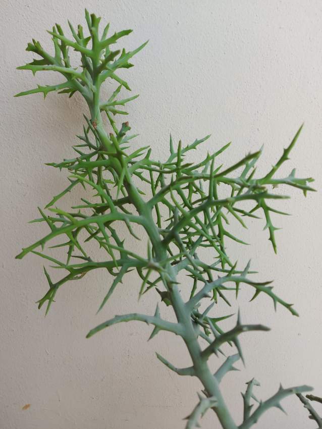 Euphorbia Plant - 0 - Garden Decorations  on Aster Vender