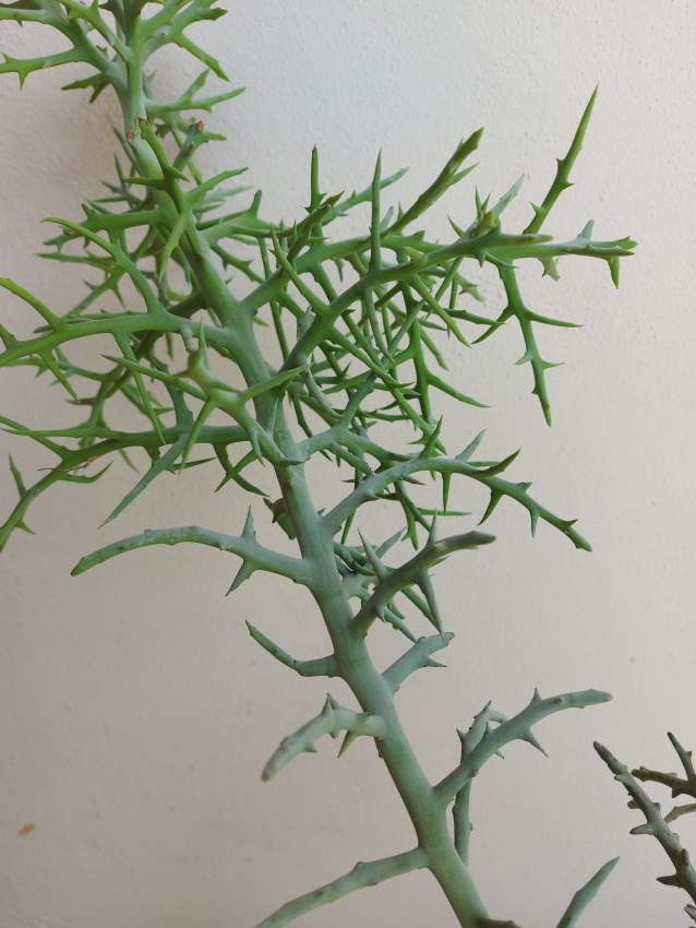 Euphorbia Plant - 4 - Garden Decorations  on Aster Vender