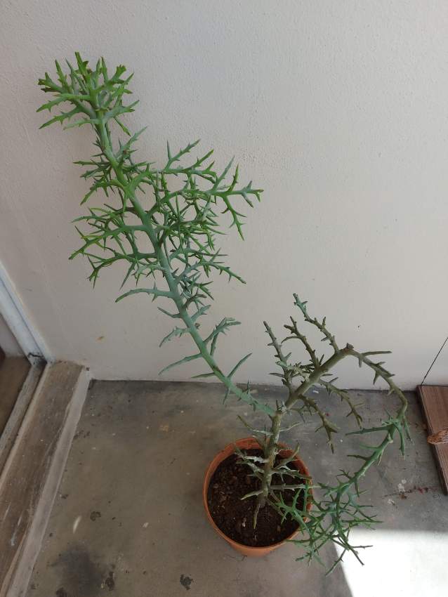 Euphorbia Plant - 1 - Garden Decorations  on Aster Vender