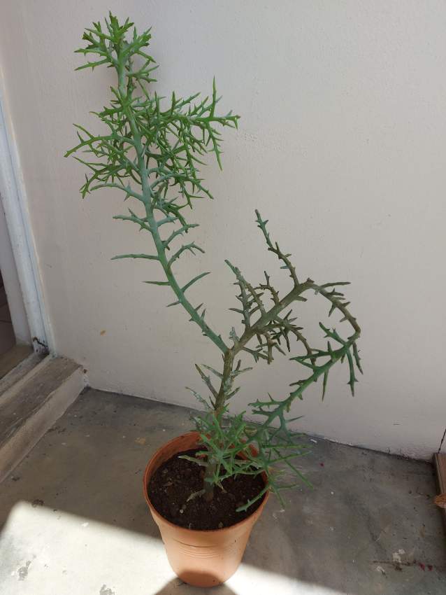 Euphorbia Plant - 2 - Garden Decorations  on Aster Vender