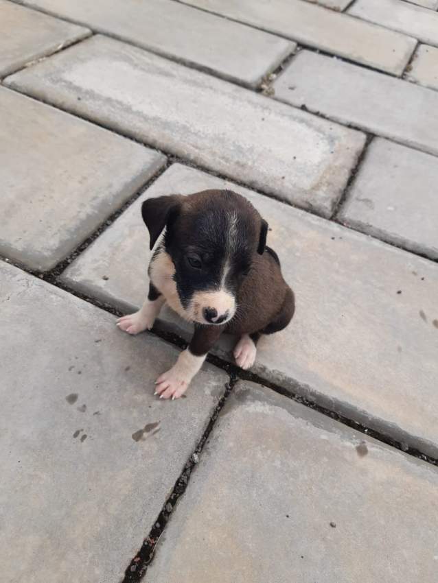 Mixed breed - 3 - Dogs  on Aster Vender