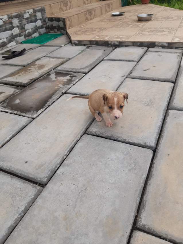 Mixed breed - 1 - Dogs  on Aster Vender