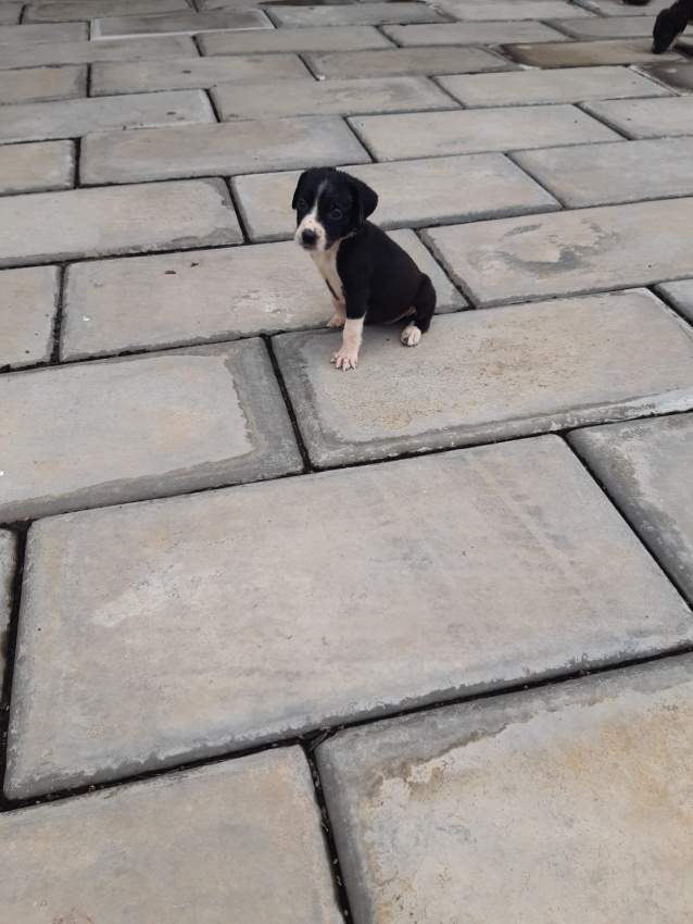 Mixed breed on Aster Vender